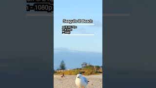 Melbournes Seagulls Stage a Beach Takeover Hilarity Unfolds lumix gh6 slowmo [upl. by Lapointe]