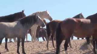 WILD HORSES  CAVALLI SELVAGGI III°part [upl. by Tutankhamen]