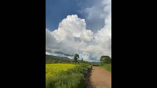 Niger flower fields in arakuvalley visakhapatnam india clouds yellowflower sunny nature [upl. by Hpesojnhoj328]