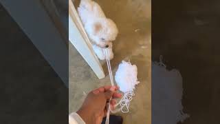 Puppy vs Yarn Cutest Crochet Helper Ever 🧶🐾 shorts [upl. by Orips722]