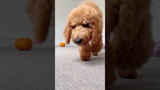 The biggest Goldendoodle puppy in UK [upl. by Esinal574]