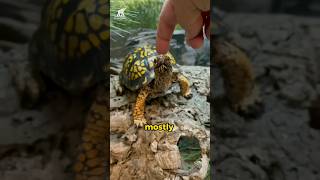 Types of Box Turtles  Overview of box turtle habitats and lifespan animals diet [upl. by Aimac]