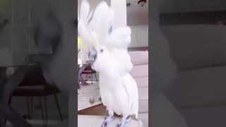 Happy Cockatoo 😂  24k24k parrot cockatoo funnyshorts [upl. by Vilhelmina]