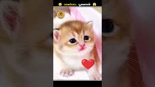 பூனைகளோட கண்கள்ல எதனால இத Apply பண்றாங்க  Cat Eye Ointment  Animal Voiceover Tamil [upl. by Parthinia883]