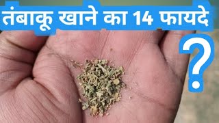 How does tobacco harm our body  Tambaku Gutka khaini khane ke 14 fayde  तम्बाकू गुटखा खैनी जर्दा [upl. by Yslek]