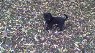 Affenpinscher Raul [upl. by Anawk]