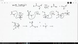 mechanism of amide hydrolysis [upl. by Rehpotsirhk]