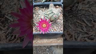 Echinocereussucculentscactus [upl. by Sauncho767]