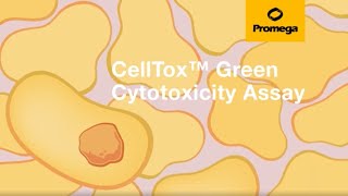 CellTox™ Green Cytotoxicity Assay [upl. by Copeland527]