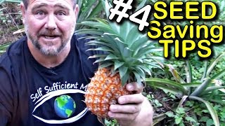 Seed Saving Tips Ep 4  Tuber Rhizome Runner Bulb or Sucker [upl. by Foley723]