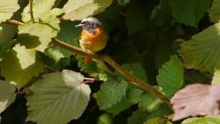 Common Redstart Phoenicurus phoenicurus ♂  Gartenrotschwanz [upl. by Tiertza]