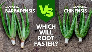 Barbadensis vs Chinensis Cuttings  Which Aloe vera Will Root Faster [upl. by Jarad]