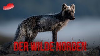 DER WILDE NORDEN Dovrefjell  Moschusochse und Polarfuchs [upl. by Eninahs]