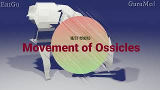 Ossicles movement [upl. by Ailyn121]