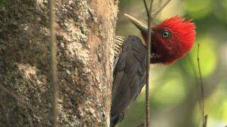 Talking with a Palebilled Woodpecker [upl. by Ymaj420]