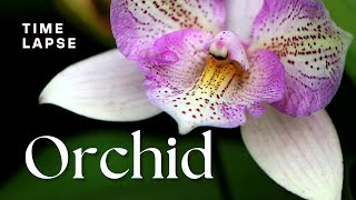 Timelapse Watch Orchid Flowers Bloom [upl. by Ddot]