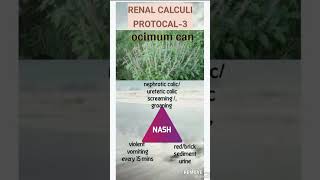 Clinical tip22renal calculi ocimum cantrending homeopathy [upl. by Netsua]