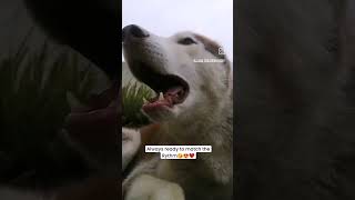 My Husky singing song with me😍 Best song😂 Please like share amp Subscribe with love❤️funnydogs pets [upl. by Nirag]