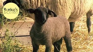 Burkes Backyard Suffolk Sheep Road Test [upl. by Silvana]