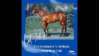 Inglis Premier 2024 Purchase  Exceedance x Meikas Colt  Lot 382 [upl. by Lebiram]