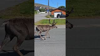 Reindeer In The City 🦌 😍 [upl. by Carboni648]