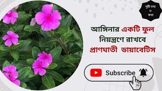 ব্লাড সুগার নিয়ন্ত্রণে নয়নতারা ফুল। Nayantara Flower And Leave  Diabetes control পুষ্টিতথ্যওকথা [upl. by Sheela]