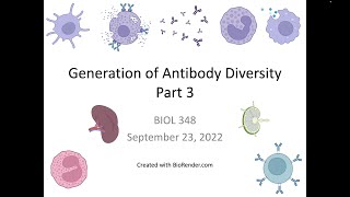 Immunology Fall 2022 Lecture 11 Generation of Antibody Diversity 3 [upl. by Nodnar]