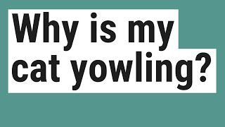 Why is my cat yowling [upl. by Clint]