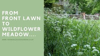 Top meadow lawn mistakes and problems  mini meadow lawn update [upl. by Oxley]