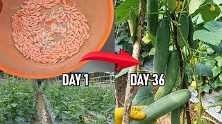 Cucumber Cultivation from 0 to Harvest 36 Days Low Budget Abundant Yield [upl. by Sonja576]