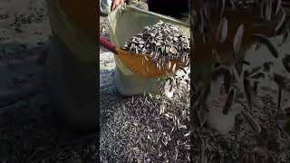 Sunflower Seeds packing process [upl. by Lanni259]