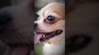 Chihuahuas Tiny Dogs Big Attitude [upl. by Mallina]