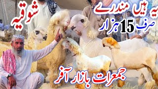 14 tarikh 2024Heavyweight full size bade Mundre Qurbani 2025 Information  asadandbabaazizgoatfarm [upl. by Blaise779]