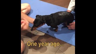 Crusoe the Dachshund One Year Since Surgery [upl. by Nannie]