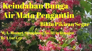 Pesona Bunga Air Mata Pengantin II A Mozart Symphony No 38 in D major  A Far Cry [upl. by Burrow]