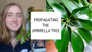 How to Propagate the Umbrella Tree  Schefflera [upl. by Rehpotsrik]