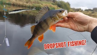 Dropshot fishing for big river perch So many fish [upl. by Donetta]