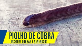 Piolho de Cobra é venenoso Conheça um pouco mais esse quotinsetoquot diplópode [upl. by Anelrac476]