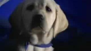 K9 Advantix Commercial Hello Mother Hello Father [upl. by Essila329]