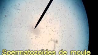 Spermatozoïdes filmés au microscope en cours de SVT [upl. by Cadmarr]