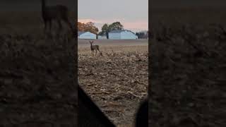 Does and decoys whitetails hunting deerhunting [upl. by Leontina]