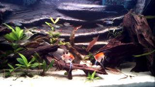 240L Amazone Biotope  Angelfish fighting [upl. by Theresa]