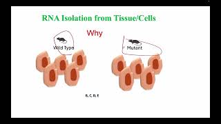 DNA extraction PCR Electrophoresis genotyping RNA extraction cDNA library All in 5 minutes [upl. by Wenn243]