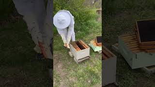 asmr bee bees food life oddlysatisfying satisfying explore share wildlife nature reels [upl. by Assiar]