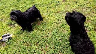 Madden Allie Yorkie Poo Barking Battle 2018 [upl. by Capon]