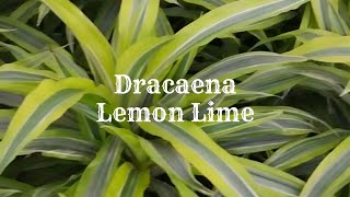 Dracaena Lemon Lime Plant Care Tips  Dracaena Repotting [upl. by Maris539]