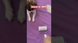 Lint Roller vs Puppy puppy cutepuppy happyanimals [upl. by Sofie]