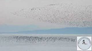 So many migratory birds incredible to watch  hundreds of thousands [upl. by Setiram]