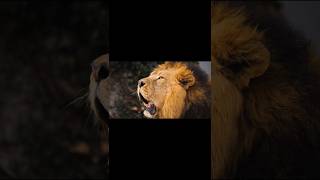 Lion real voice and Eagle real voice 😱😱 astrology lion eagles reality lionelmessi viral short [upl. by Duaner]