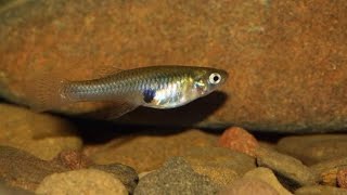 Why Mosquito fish is so Important Gambusia affinis [upl. by Ayerf734]